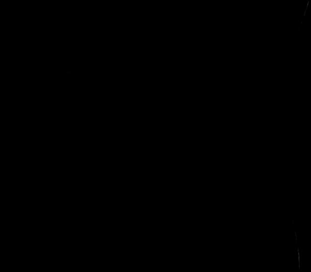 Scarafaggi